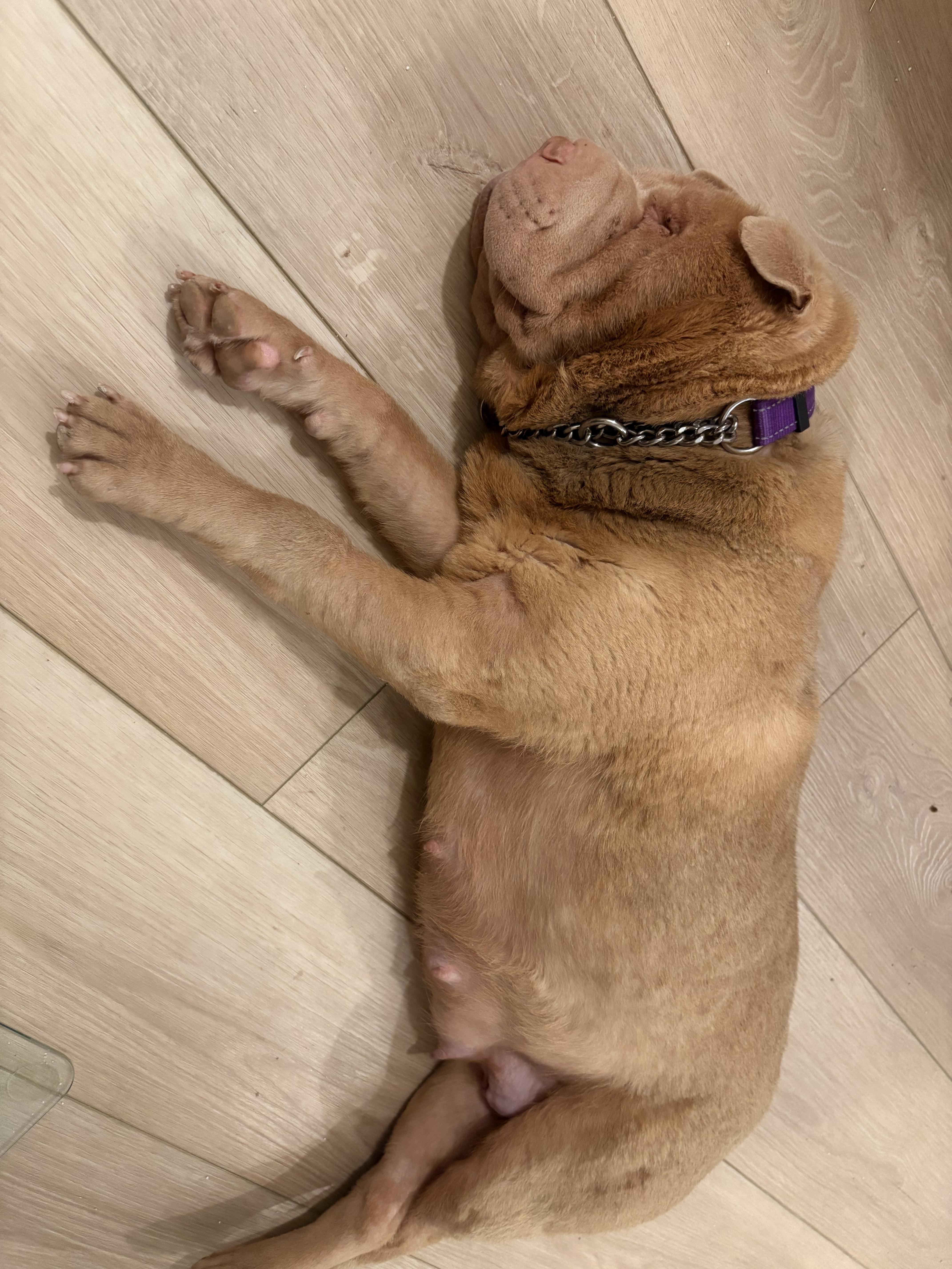 A young medium-sized female Shar-Pei dog named Mrs Potato for adoption in Discovery Bay, CA