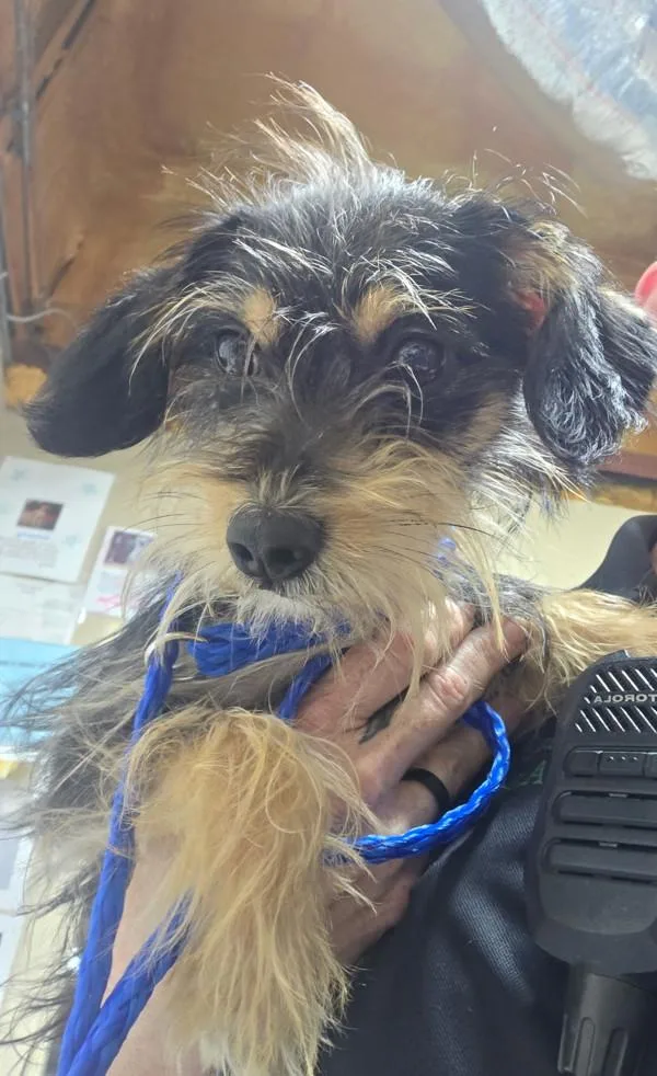 An adult small-sized male Terrier dog named Hunter for adoption in Dallas, GA