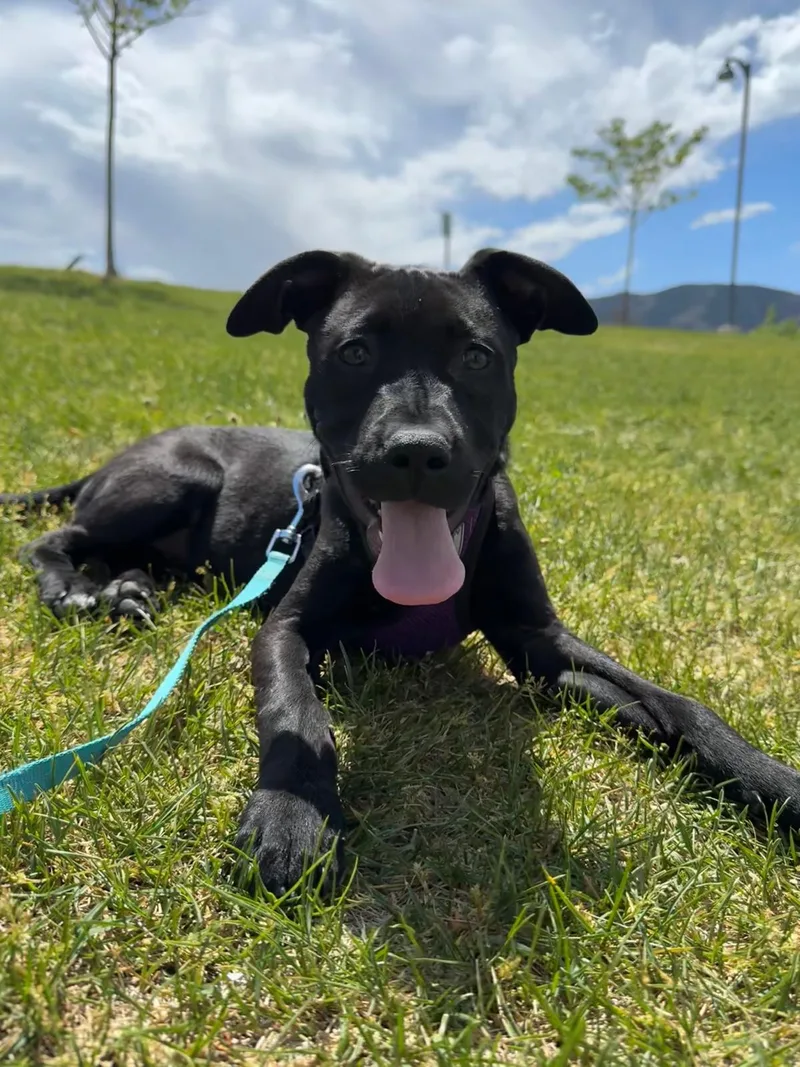 A baby medium-sized male Pit Bull Terrier dog named Blue Arlo for adoption in Salt Lake City, UT
