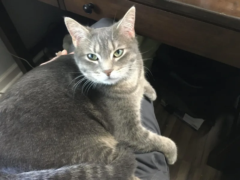 A young large-sized female Tabby (Gray / Blue / Silver) Tabby cat named Maddie for adoption in Beckley, WV