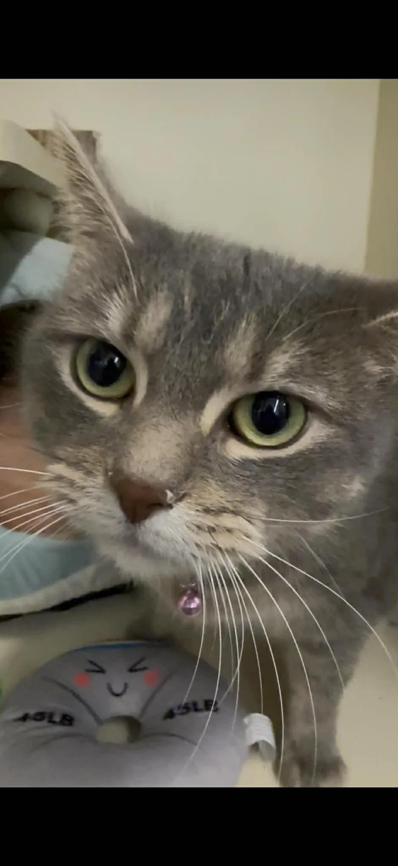 Maddie thumbnail 2