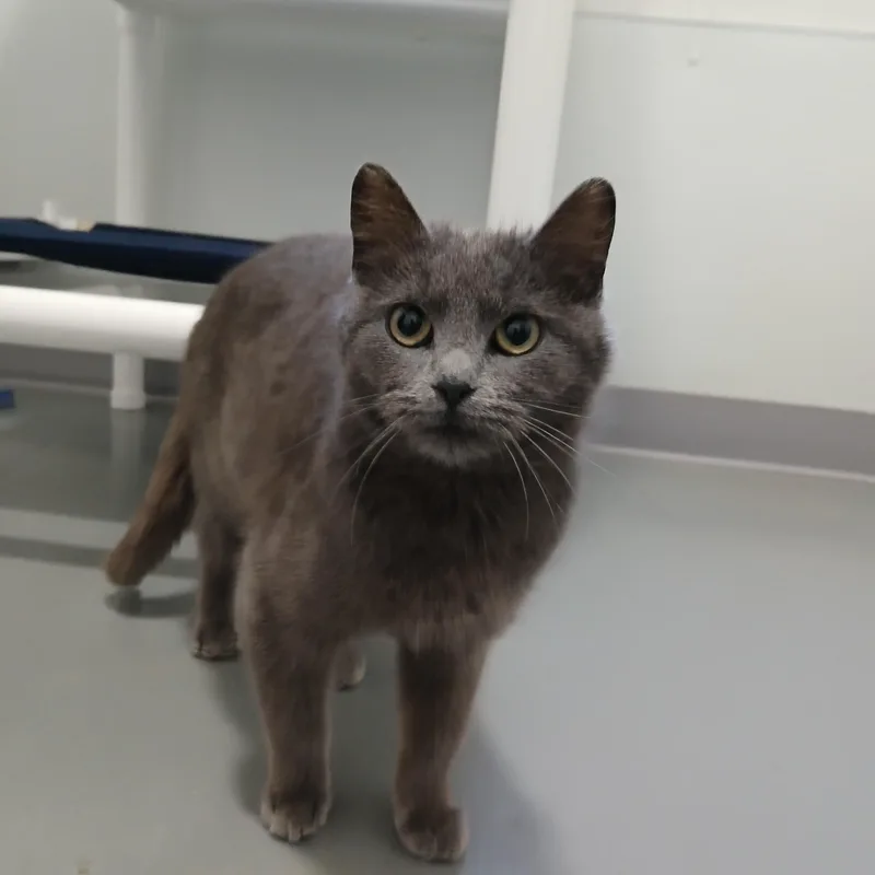 A baby medium-sized female Gray / Blue / Silver American Shorthair cat named Mae for adoption in Iowa Falls, IA