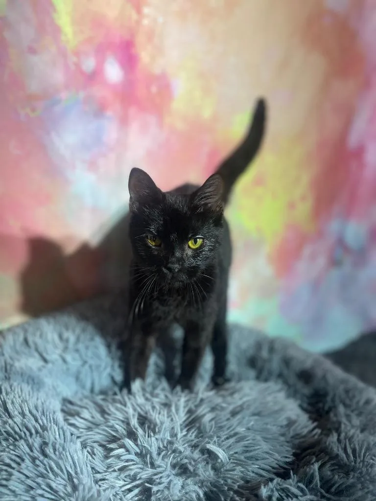 A baby medium-sized male Domestic Short Hair cat named Tutu for adoption in Wintersville, OH