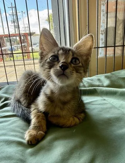 A baby small-sized female Domestic Short Hair cat named Grits for adoption in New Orleans, LA