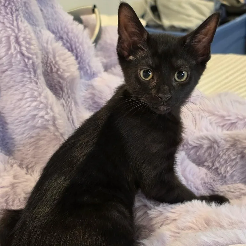 A baby medium-sized male Black Domestic Short Hair cat named Tung for adoption in Chicago, IL