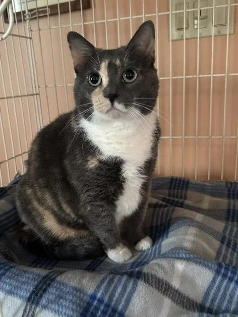 A senior medium-sized female Domestic Short Hair cat named Dusty Rose for adoption in Ocean Pines, MD