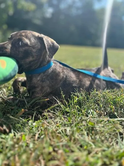 A baby medium-sized female Mountain Cur dog named Nutter Butter for adoption in Andover, MA