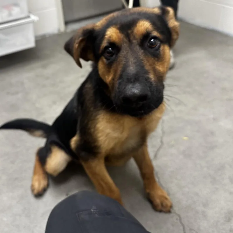A young medium-sized male Black Mixed Breed dog named Moab for adoption in Murray, UT
