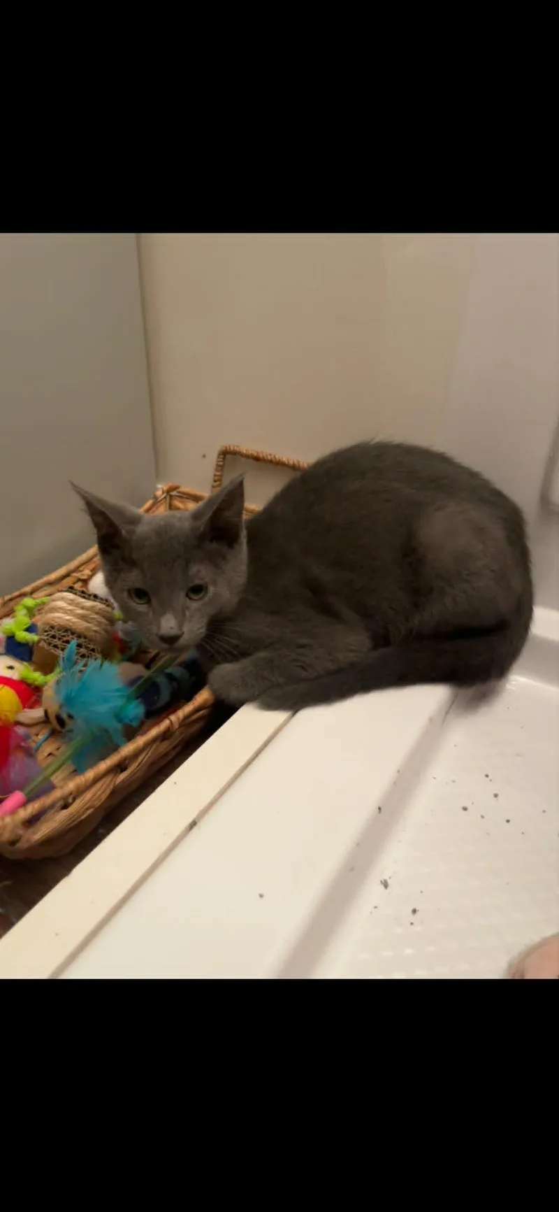 A baby medium-sized male Gray / Blue / Silver Domestic Short Hair cat named Ahi for adoption in Overland Park, KS