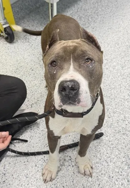 An adult medium-sized female Pit Bull Terrier dog named Doughnut for adoption in Daytona Beach, FL