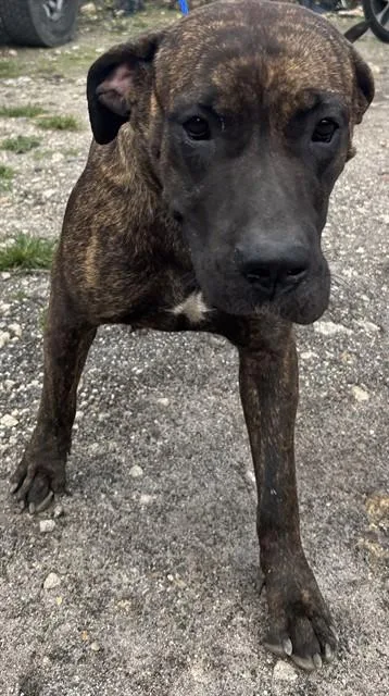 Rosie