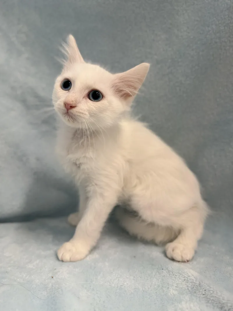 A baby medium-sized male White Domestic Long Hair cat named Cotton Candy for adoption in Greensboro, NC