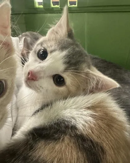 A baby small-sized female Domestic Short Hair cat named Sweetfoot for adoption in Palm Coast, FL