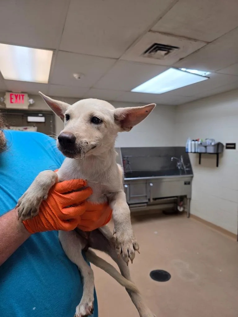 A baby large-sized female German Shepherd Dog dog named Tater Tot for adoption in Nacogdoches, TX