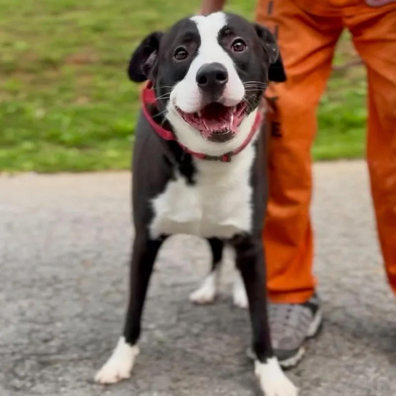 An adult large-sized male Black Mixed Breed dog named Snoop Dogg for adoption in Washington Township, OH
