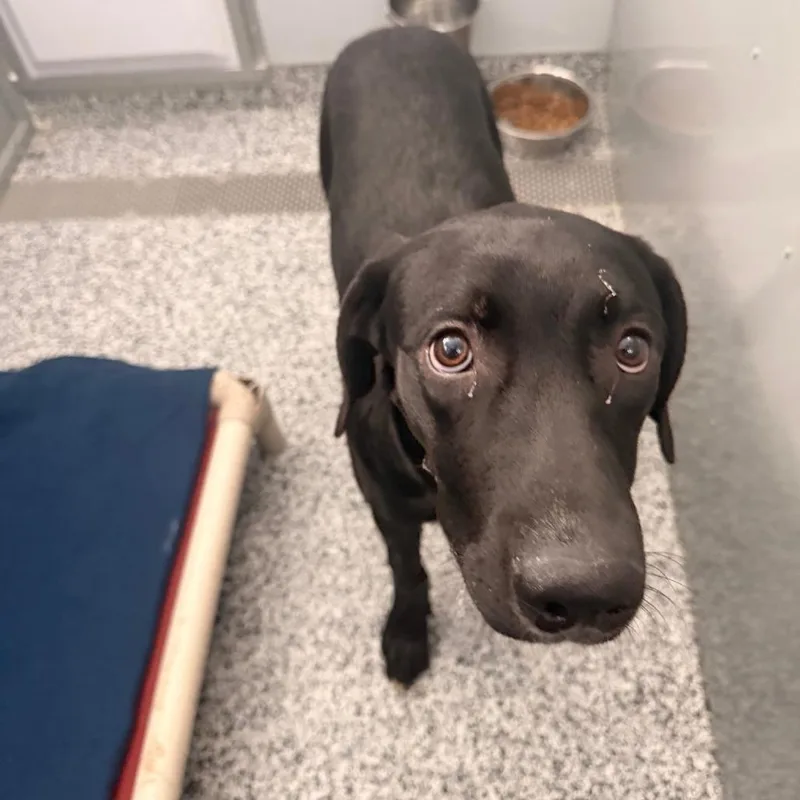 A young small-sized male Black Labrador Retriever dog named Gizmo D for adoption in Princeton, MN