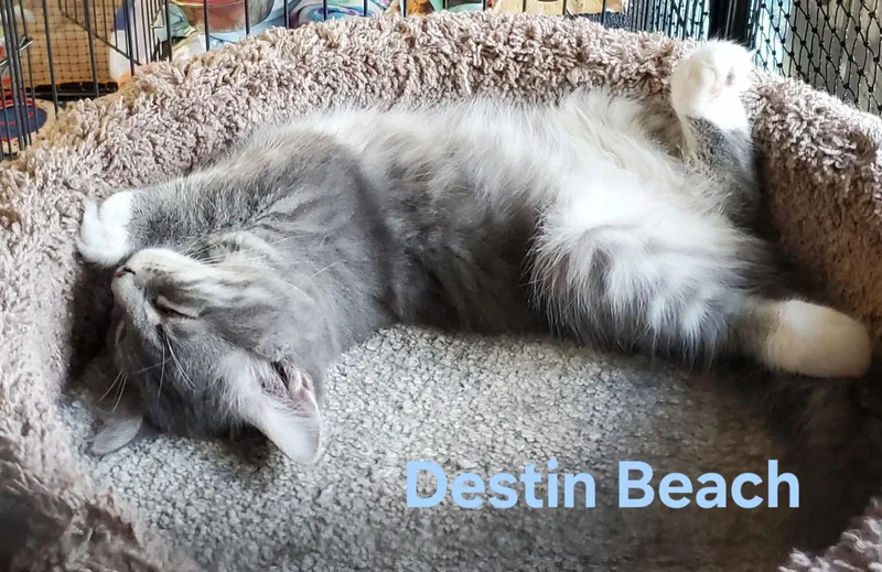 Destin Beach thumbnail 2