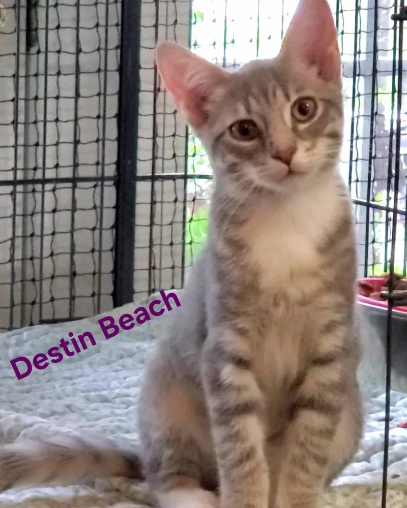 Destin Beach thumbnail 3
