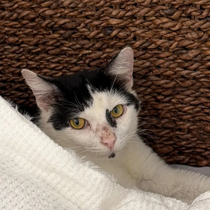 An adult small-sized male Black Domestic Short Hair cat named Tuna for adoption in Irwin, PA