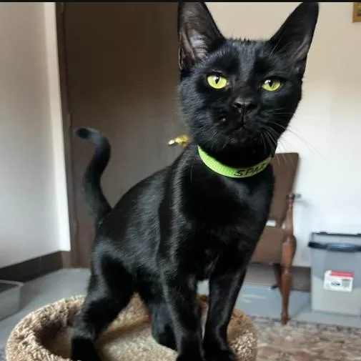 A young medium-sized female Black Domestic Short Hair cat named Sparrow for adoption in Grosse Ile, MI