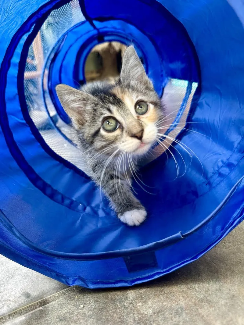 A baby small-sized female Domestic Short Hair cat named Dolly for adoption in Mankato, MN