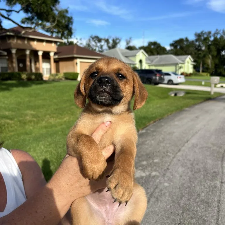 A baby small-sized female Black Mouth Cur dog named Ginger for adoption in Hobe Sound, FL