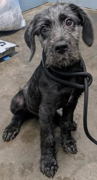 A baby large-sized male Labradoodle dog named Vlad for adoption in Evansville, IN