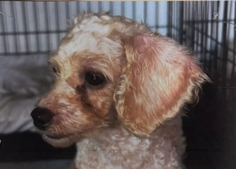 A young small-sized female White / Cream Poodle dog named Bo Peep for adoption in Ozone Park, NY