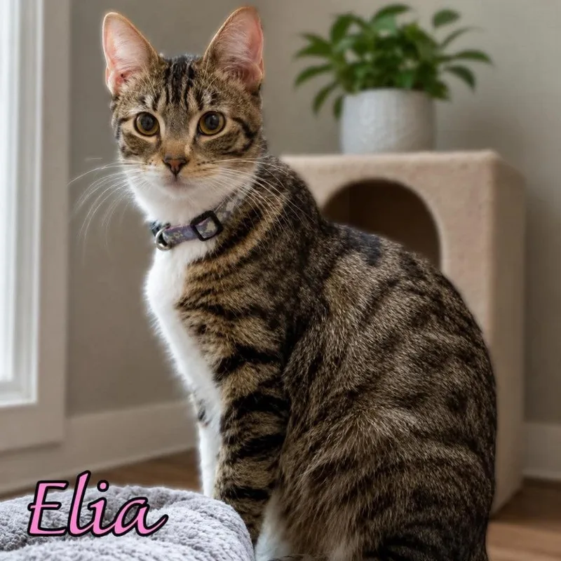 An adult small-sized female Domestic Short Hair cat named Elia for adoption in Fremont, NE