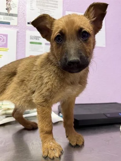 A baby medium-sized female Brown / Chocolate Belgian Shepherd / Malinois dog named 60837292 for adoption in El Paso, TX