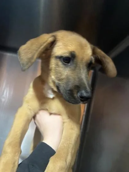 A baby small-sized male Yellow / Tan / Blond / Fawn Mixed Breed dog named 61100942 for adoption in El Paso, TX