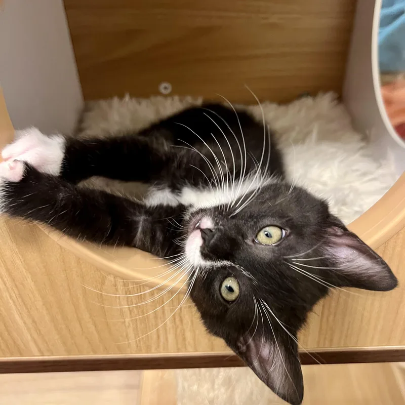 A baby small-sized male Black & White / Tuxedo Domestic Short Hair cat named Crow for adoption in Richmond, VA