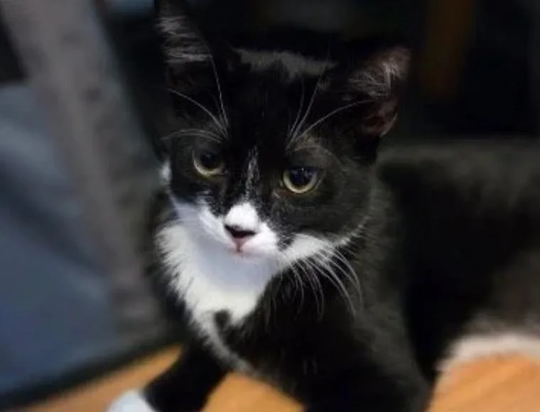 A young medium-sized male Black & White / Tuxedo Domestic Short Hair cat named Gremlin for adoption in Bridgeport, CT