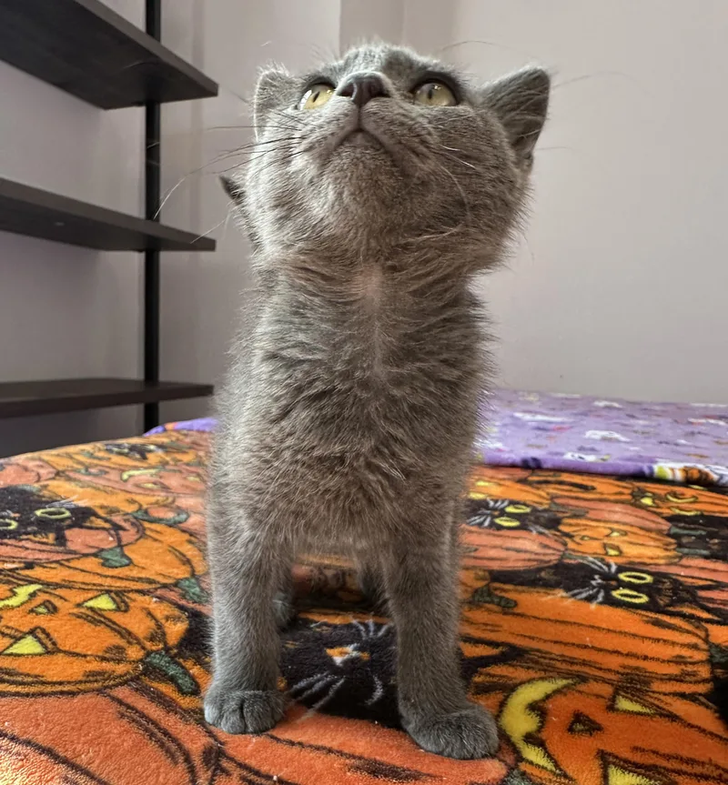 A baby small-sized female Gray / Blue / Silver Domestic Short Hair cat named Blueberry for adoption in Milwaukee, WI