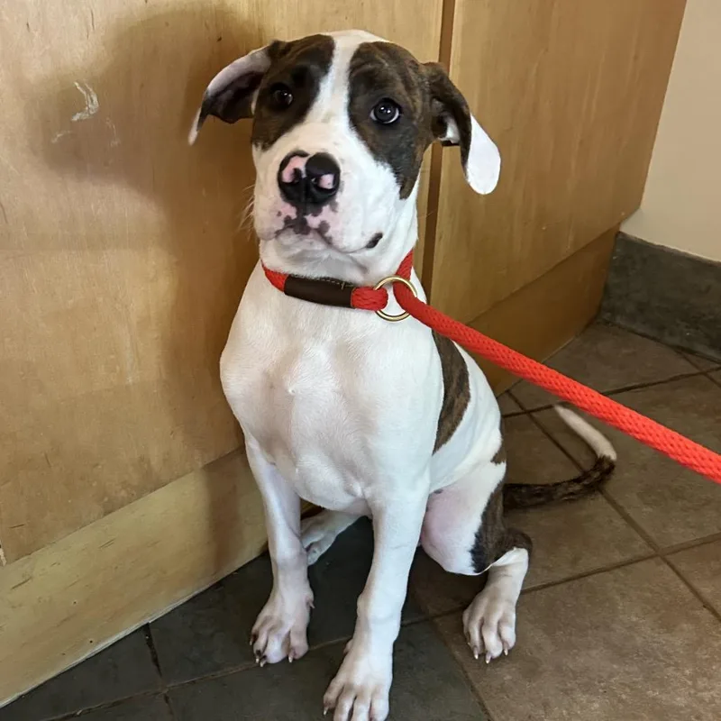 A baby medium-sized male White / Cream Mixed Breed dog named Chad for adoption in Chattanooga, TN