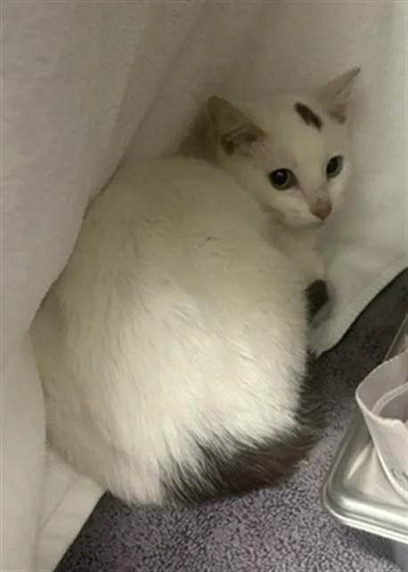 A baby small-sized female Domestic Short Hair cat named Sailor Moon for adoption in Derwood, MD