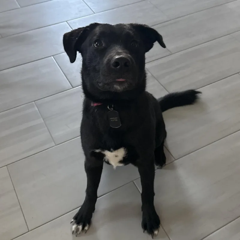 An adult medium-sized male Black Labrador Retriever dog named Wrigley for adoption in Phoenix, AZ