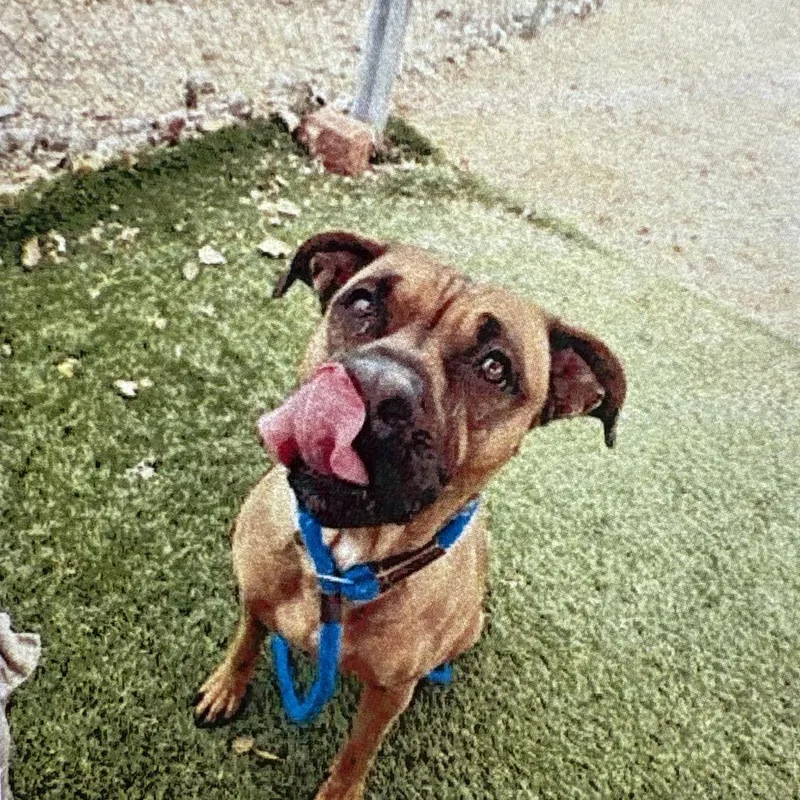 An adult medium-sized female Brown / Chocolate Boxer dog named Betty Boo for adoption in Yuma, AZ
