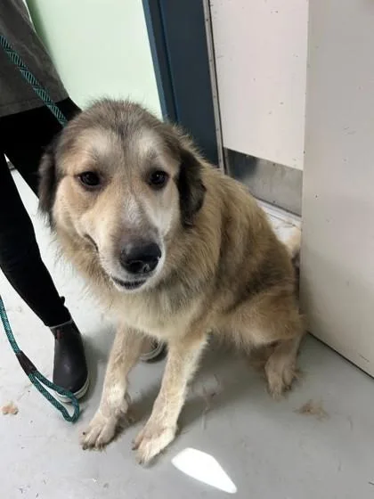 An adult large-sized female German Shepherd Dog dog named Beverly for adoption in Savannah, GA