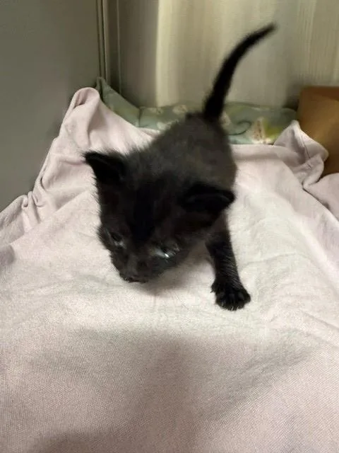 A baby small-sized female Domestic Short Hair cat named Nena for adoption in Baytown, TX