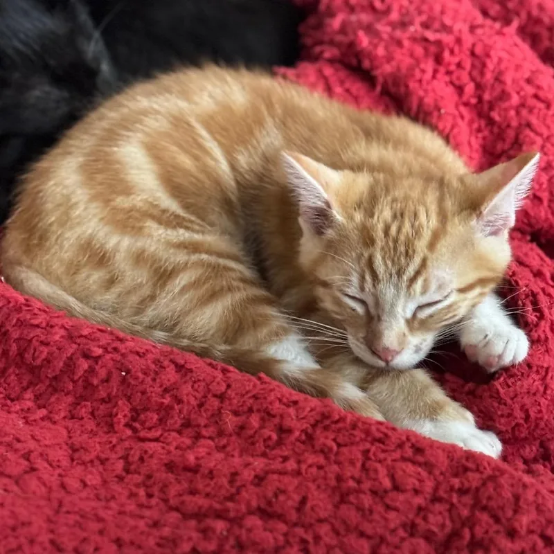 A baby small-sized male Orange / Red Domestic Short Hair cat named Torch for adoption in Buffalo, MN