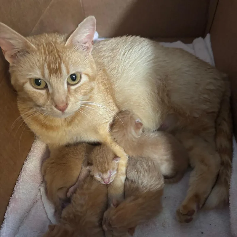 A young medium-sized female Orange / Red Domestic Short Hair cat named Ruth Bacon FHA for adoption in Columbia, MO