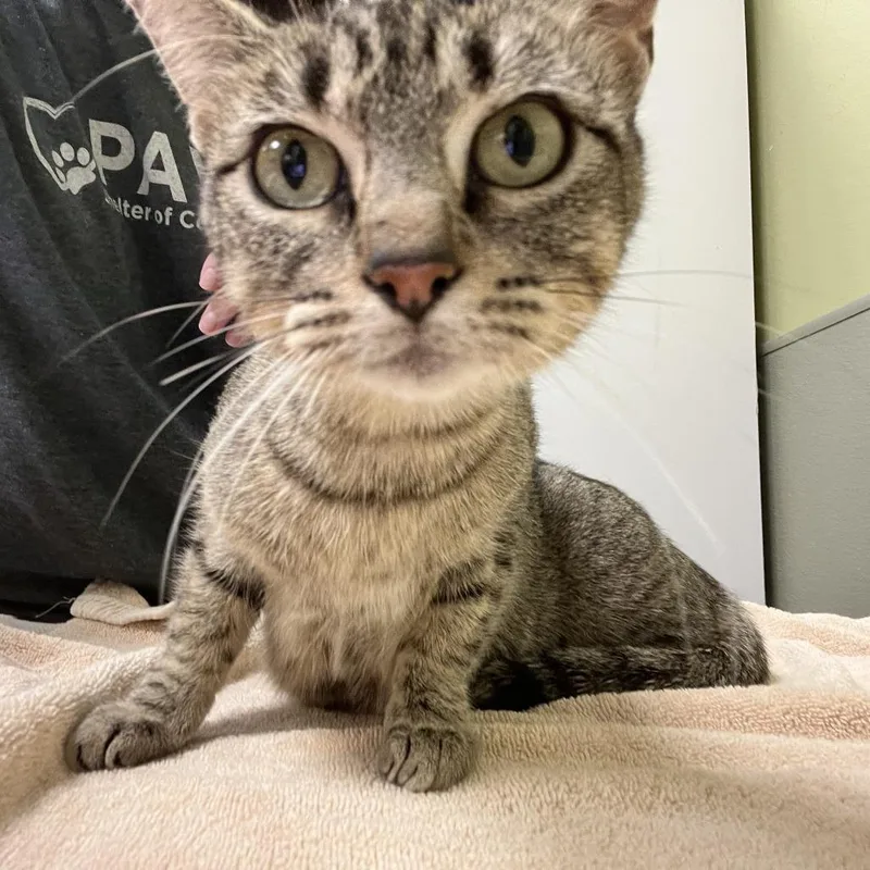An adult medium-sized female Brown / Chocolate Domestic Short Hair cat named Oakley for adoption in Kyle, TX
