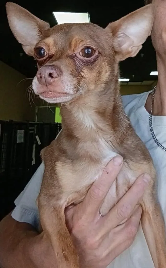 A senior small-sized male Chihuahua dog named Champ for adoption in St. Augustine, FL