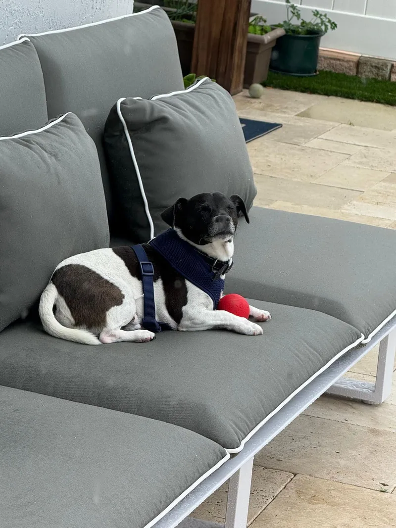 Tobi Jr Aka Oreo thumbnail 2