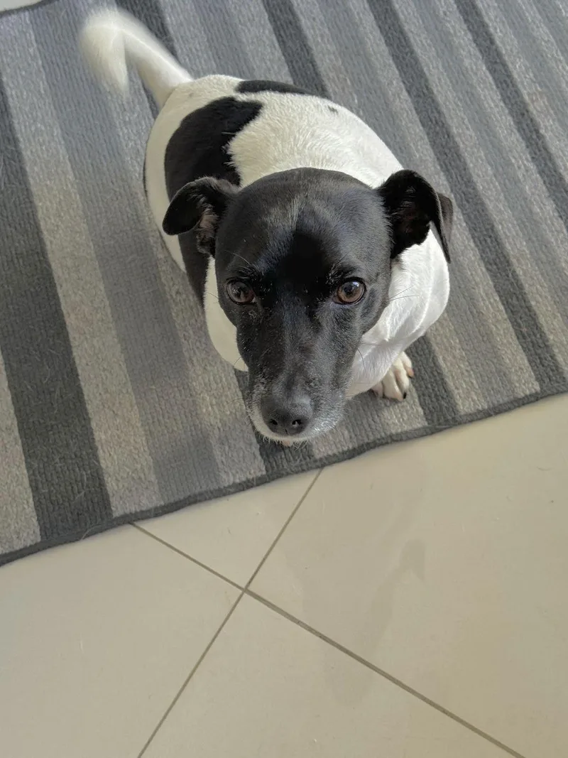 Tobi Jr Aka Oreo thumbnail 3