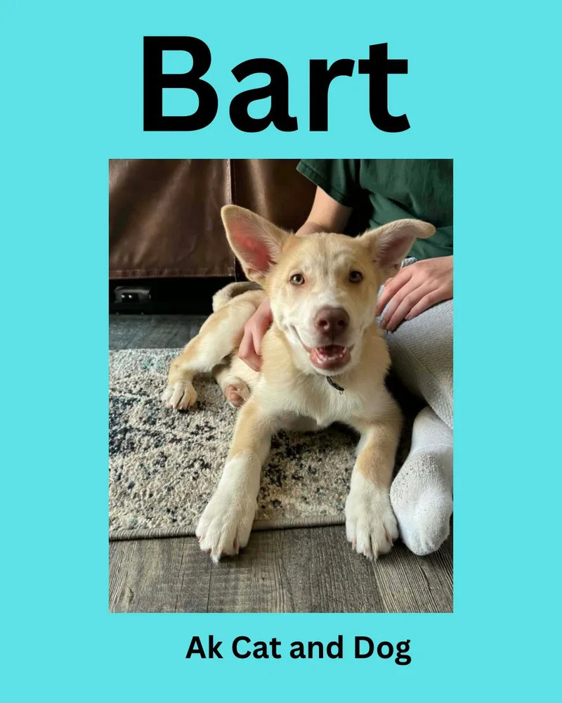 A young medium-sized male Husky dog named Bart for adoption in Wasilla, AK