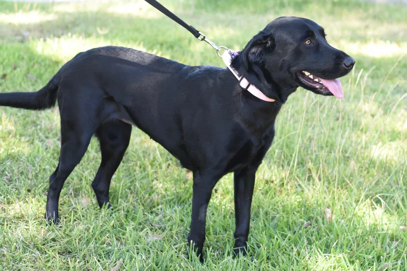 An adult medium-sized female Black Labrador Retriever dog named Skye for adoption in Los Angeles, CA