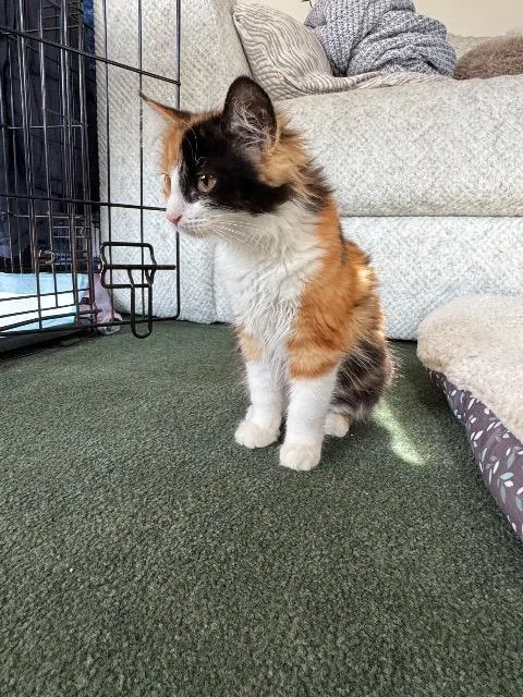 A baby medium-sized female Domestic Long Hair cat named Saweetie for adoption in Pawtucket, RI