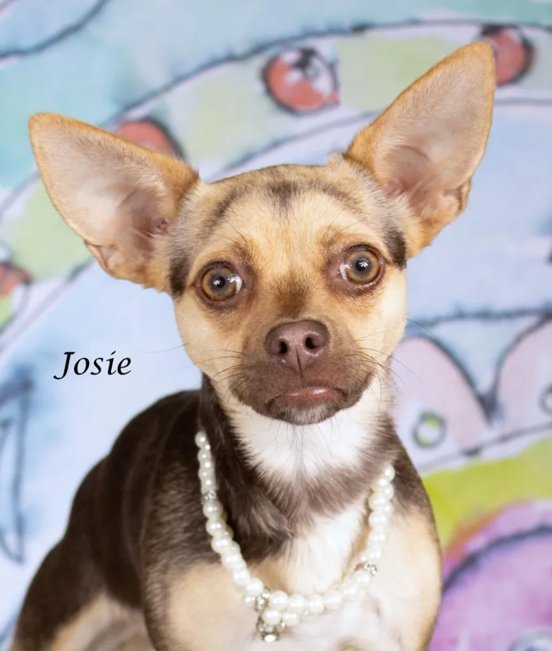 Josie thumbnail 2